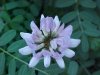 Crown Vetch (Coronilla varia)
