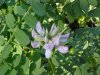 Crown Vetch (Coronilla varia)