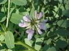 Crown Vetch (Coronilla varia)