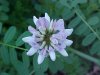 Crown Vetch (Coronilla varia)