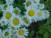 Philadelphia Fleabane (Erigeron philadelphicus)