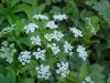 Wild Angelica (Angelica   triquinata) - described as closely  resembling the very poisoness Water Hemlock (Cicuta maculata)