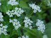 Wild Angelica (Angelica   triquinata) - described as closely  resembling the very poisoness Water Hemlock (Cicuta maculata)