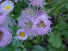 Philadelphia Fleabane (Erigeron philadelphicus)