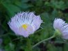 Philadelphia Fleabane (Erigeron philadelphicus)