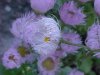 Philadelphia Fleabane (Erigeron philadelphicus)