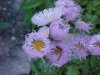 Philadelphia Fleabane (Erigeron philadelphicus)