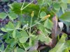 Yellow Wood Sorrel; Sour Grass (Oxalis stricta)