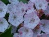 Mountain Laurel (Kalmia latifolia)