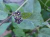 Black swallow-wort (Cynanchum nigrum; Cynanchum rossicum)