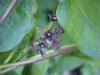 Black swallow-wort (Cynanchum nigrum; Cynanchum rossicum)