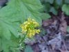 Common Wintercress (Barbarea vulgaris)