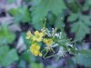 Common Wintercress (Babarea vulgaris)