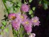 Philadelphia Fleabane (Erigeron philadelphicus)