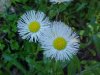 Philadelphia Fleabane (Erigeron philadelphicus)