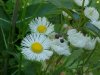 Philadelphia Fleabane (Erigeron philadelphicus)