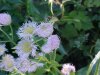 Philadelphia Fleabane (Erigeron philadelphicus)