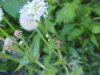 Spider on Philadelphia Fleabane (Erigeron philadelphicus) stalk