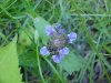 Heal-all; Self-heal (Prunella vulgaris)