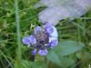 Heal-all; Self-heal (Prunella vulgaris)