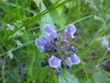 Heal-all; Self-heal (Prunella vulgaris)