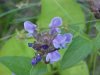 Heal-all; Self-heal (Prunella vulgaris)