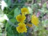 Yellow Hawkweed; King Devil (Hieracium caespitosum; Hieracium pratense; Hieracium floribundum)