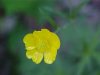 Common Buttercup (Ranunculus acris)