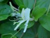 Japanese Honeysuckle (Lonicera japonica)