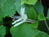 Japanese Honeysuckle (Lonicera japonica)