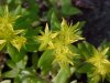 Stringy Stonecrop, Yellow Moss, Graveyard Moss (Sedum sarmentosum) - thanks to Gottfried Unger for correction: was misidentified as Wild Stonecrop (Sedum ternatum)