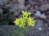 Stringy Stonecrop, Yellow Moss, Graveyard Moss (Sedum sarmentosum) - thanks to Gottfried Unger for correction: was misidentified as Wild Stonecrop (Sedum ternatum)