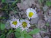 Philadelphia Fleabane (Erigeron philadelphicus)