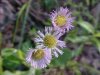 Philadelphia Fleabane (Erigeron philadelphicus)