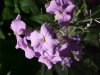 Dame's Rocket; Dame's Violet; Mother-of-the-Evening (Hesperis matronalis)