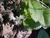 Common Speedwell (Veronica officinalis)