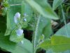 Common Speedwell (Veronica officinalis)