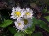 Philadelphia Fleabane (Erigeron philadelphicus)