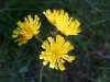 Yellow Hawkweed; King Devil (Hieracium caespitosum; Hieracium  pratense; Hieracium floribundum)