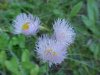 Philadelphia Fleabane (Erigeron philadelphicus)