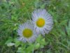 Philadelphia Fleabane (Erigeron philadelphicus)