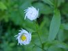 Daisy Fleabane (Erigeron annus)