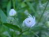 Daisy Fleabane (Erigeron annus)