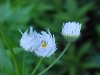 Daisy Fleabane (Erigeron annus)