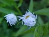 Daisy Fleabane (Erigeron annus)