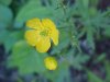 Common Buttercup (Ranunculus acris)