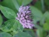 White Clover; Dutch Clover (Trifolium repens)