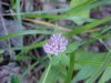 Red Clover (Trifolium pratense)