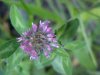 Red Clover (Trifolium pratense)