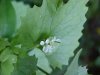 Garlic Mustard (Alliaria petiolata)